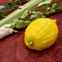 Lulav (date palm frond), hadass (myrtle), aravah (willow), and etrog (citron) on a red tablecloth