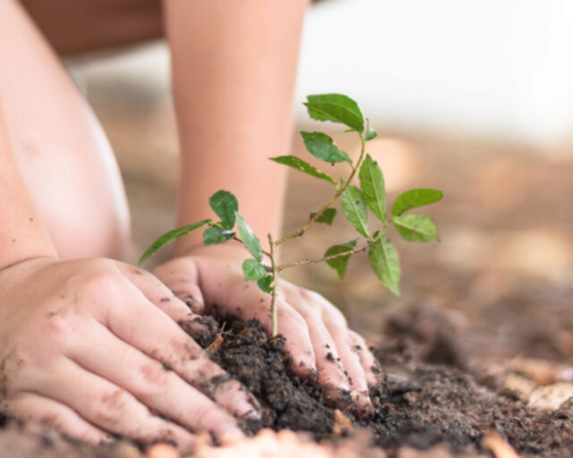 Tree planting growing on soil in child’s hand