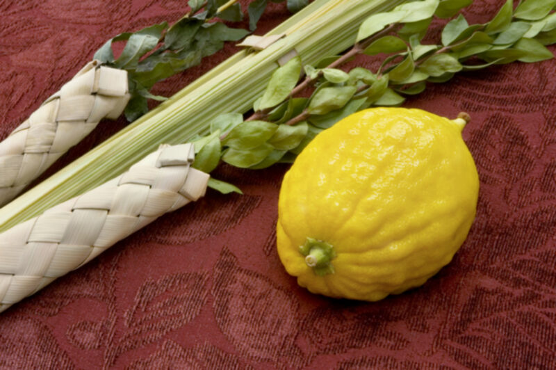 Lulav (date palm frond), hadass (myrtle), aravah (willow), and etrog (citron) on a red tablecloth